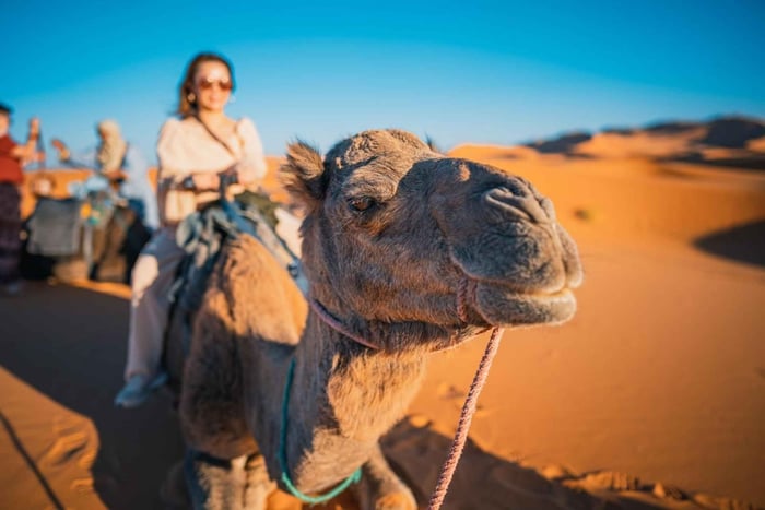 Ica / Huacachina: Camel Ride in the Peruvian Desert