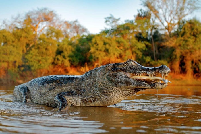 Iquitos: 5 dage inde i regnskoven | Amazon Jungle Tour