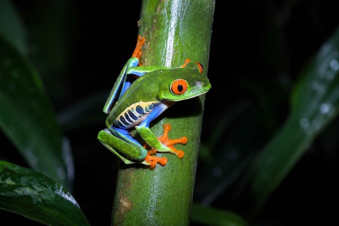 Iquitos: Noche en la Selva Amazónica con Fauna Nocturna