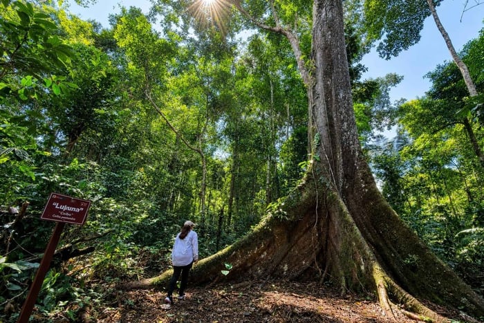 Iquitos: White Sand National Park Sunrise Jungle Hike