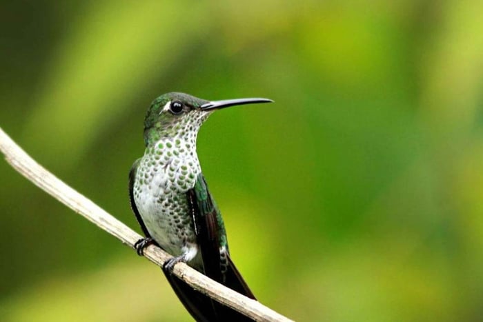 Manu: 7-Day Amazon Wildlife Tour with Jungle Lodges
