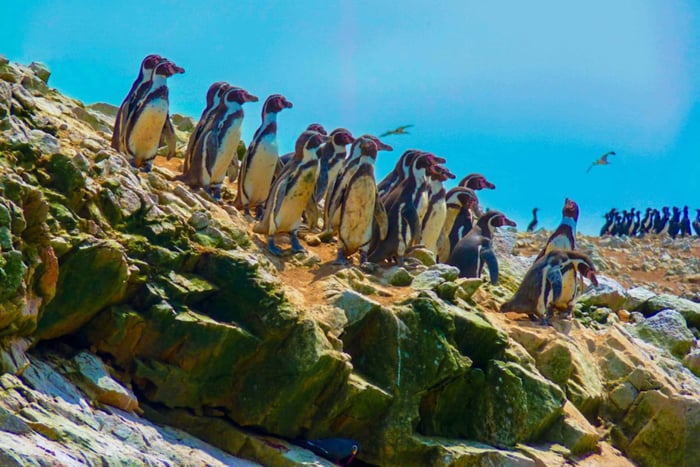 Paracas: Ballestas Islands & Reserve in One Day Experience