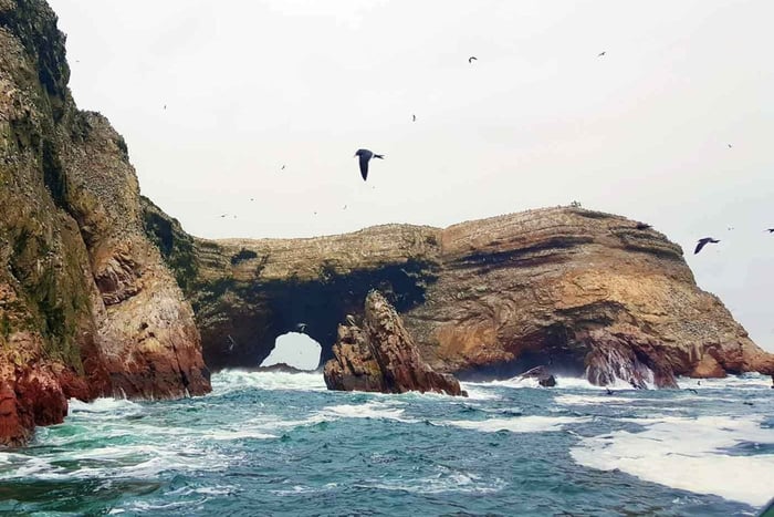 Paracas: Sightseeingtur til Ballestas-øerne med afhentning og retur fra hotel eller busterminal