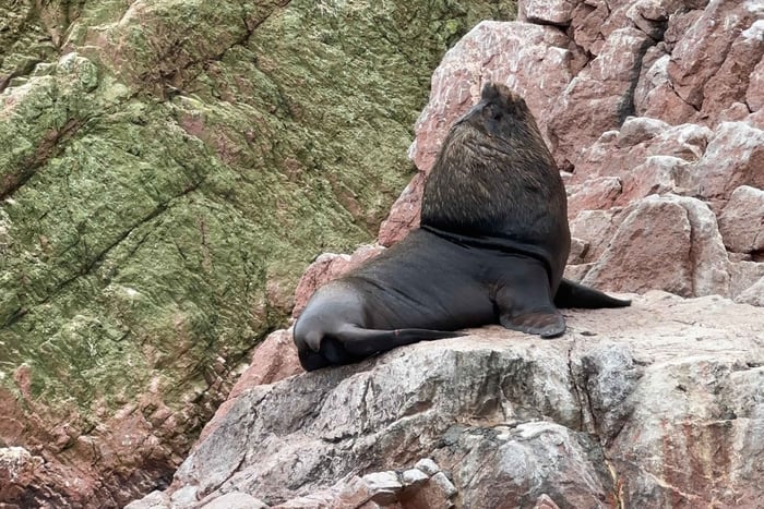 Paracas: Ocean Safari, Wildlife, and El Candelabro