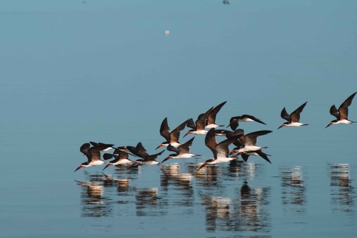 Paracas Reserve: Kayaking Ecotourism Experience