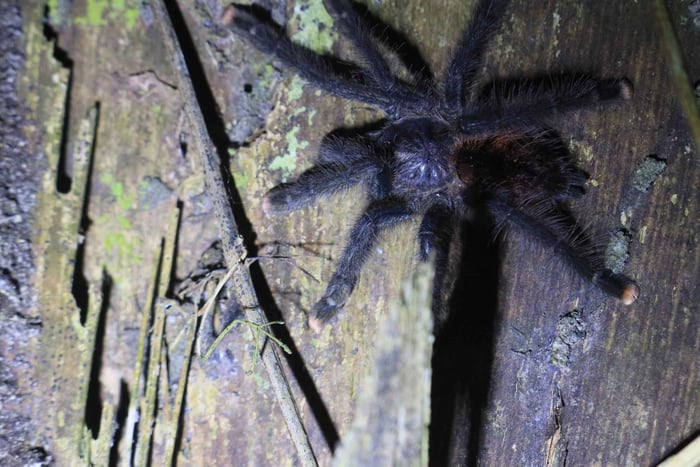 Puerto Maldonado: 3-Day Tambopata National Reserve Tour