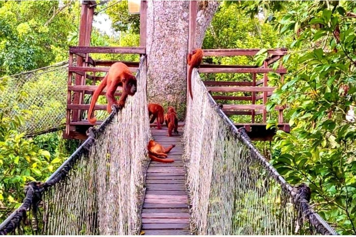 Puerto Maldonado: Amazon Adventure with Kayak and Zipline
