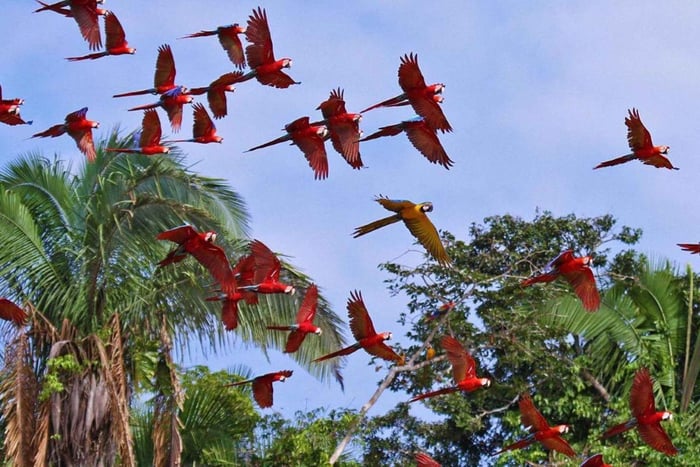 Puerto Maldonado: Chuncho Macaw Clay Lick & Kayak Tour