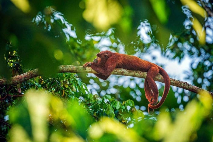 Puerto Maldonado: Excursão de 2 Dias na Selva de Collpa Chuncho
