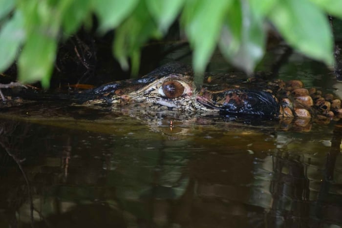 Puerto Maldonado: Tambopata River Night Safari with Pickup