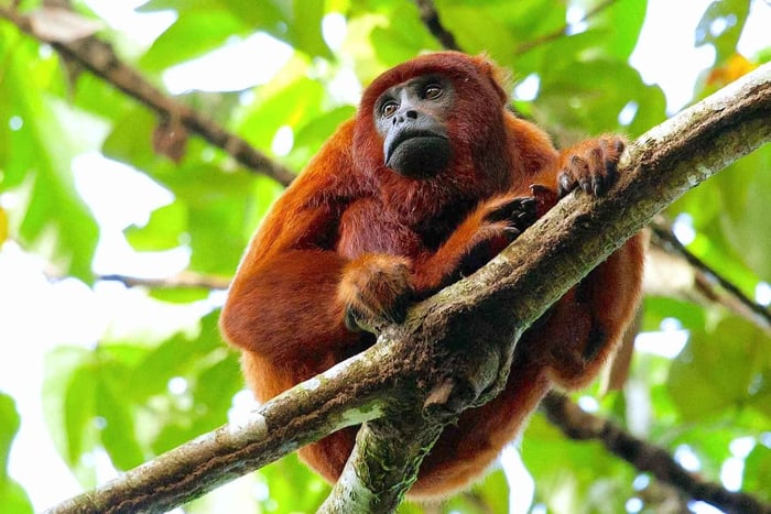 Tambopata: Multi-Day Amazon Rainforest Tour with Local Guide