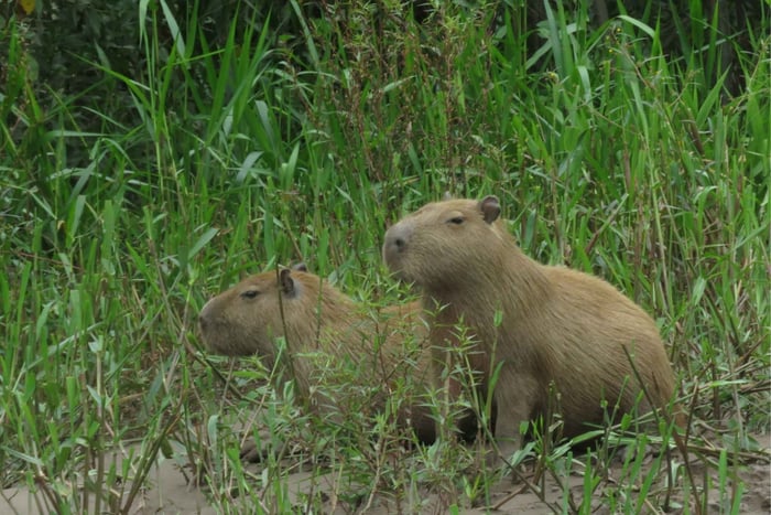 Tambopata: Wildlife Tour with Anacondas and Macaws