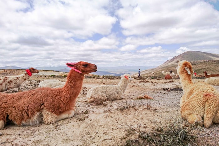 From Arequipa: Colca Canyon 2-Day Tour