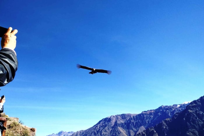 Puno: 2-Day Colca Canyon Tour to Arequipa