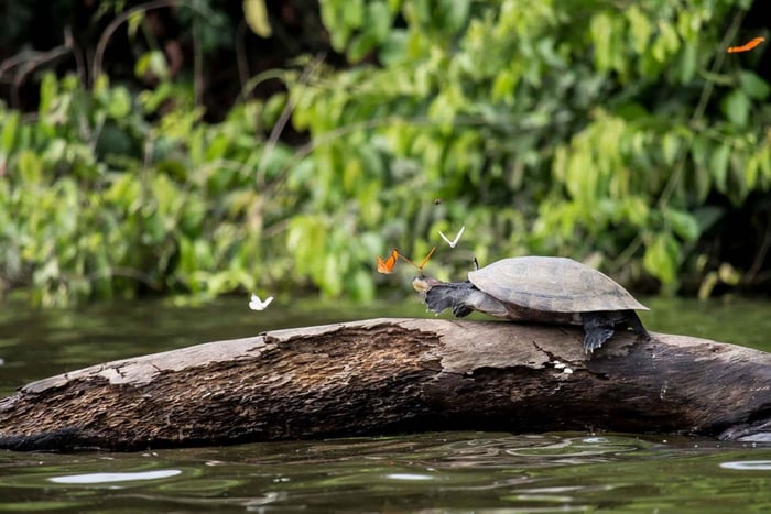 Tambopata Peruanischer Amazonas-Dschungel für drei Tage/zwei Nächte