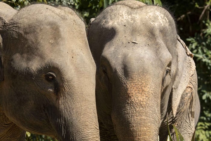 Bukit Elephant Park Sanctuary Tour med frokost