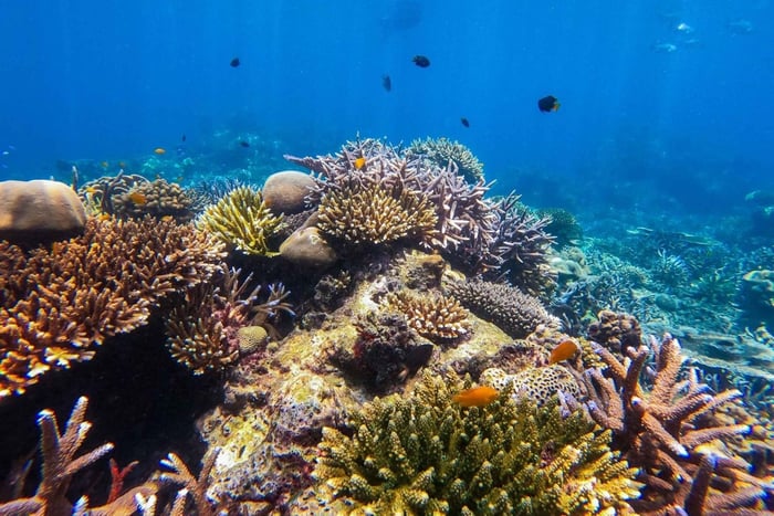 Fra Phuket eller Khaolak: Dagstur til Surin-øyene