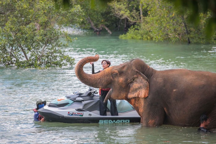 Jet Ski 2H&4H Island Hopping and Elephant Care Camp