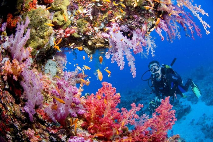 kurs PADI Advanced Open Water – 2 dni / 6 nurkowań