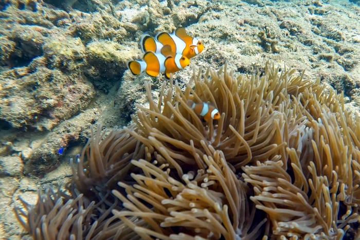 Phuket: Coral Reef Scuba Diving Experience at Pristine Beach