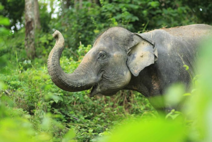 Phuket Elephant Care Sakhu: The Elephant Observation Hour