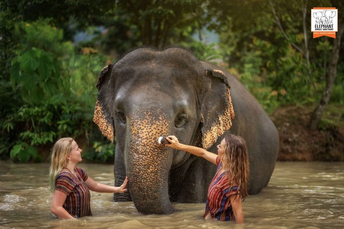 Phuket: Elephant Jungle Sanctuary Half-Day Visit with Meal