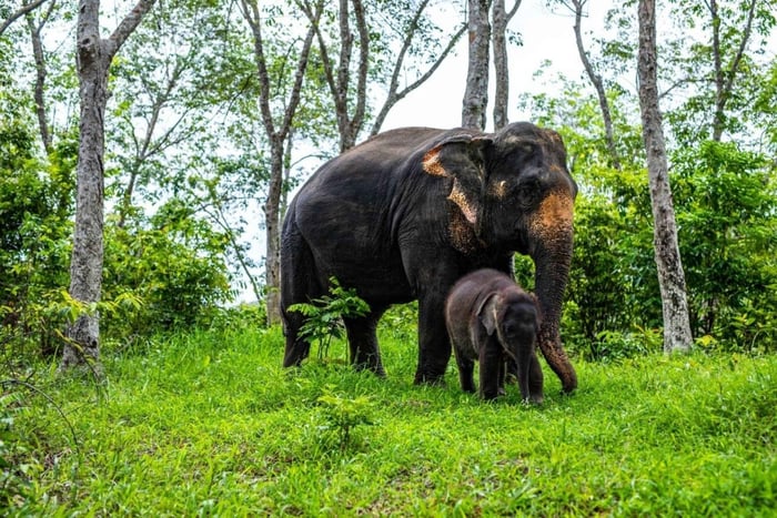 Пхукет: исследование слонов на полдня в Phuket Elephant Care
