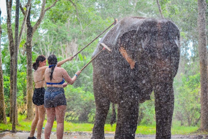 Phuket: Happy Hour Feed and Rain Shower with Elephant
