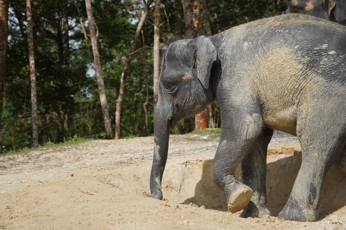Phuket: Patong Highlights Elephant Sanctuary Tour