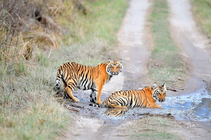 Parco nazionale di Ranthambore: avventura safari guidato delle tigri