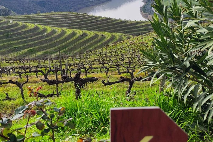 Douro Valley Signature Experience: Wine Tastings, Cruise, & Lunch