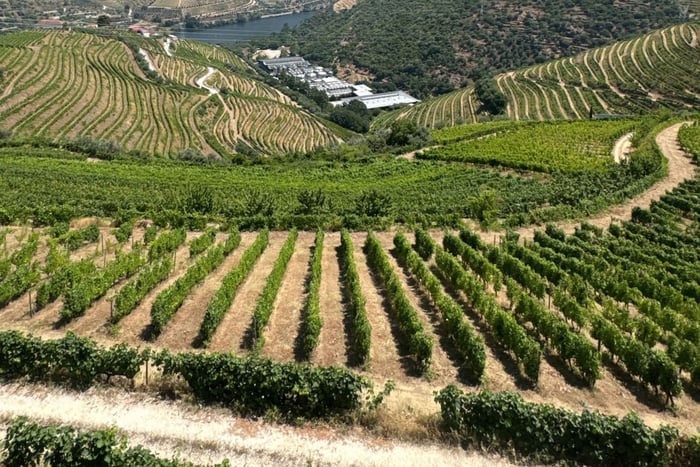 From Porto - Douro Valley Private Tour with Boat Cruise