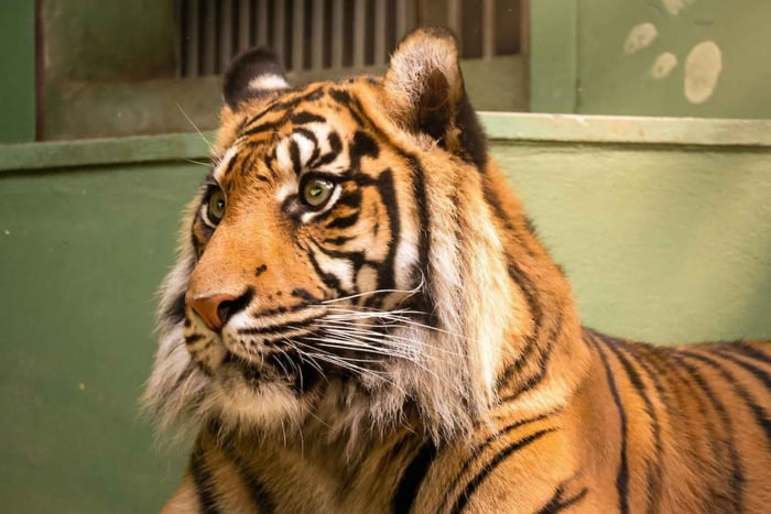 Prague: Prague Zoo Audio Guide with E-Ticket