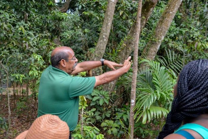 Puerto Rico: El Yunque Sightseeing Half-Day Tour w/Transfer
