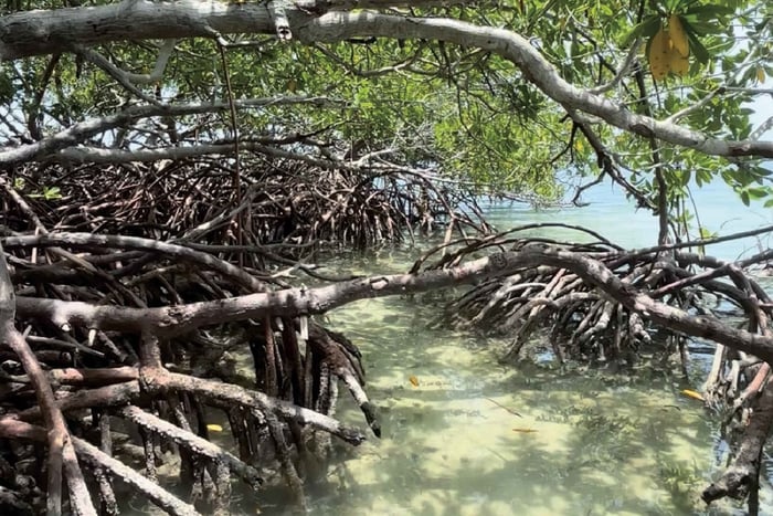 Puerto Rico: Guánica Dry Forest, Beaches and Mangrove Tour