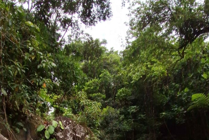 Rainforest Hike and Water Slide Adventure
