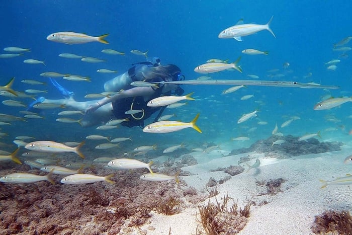 San Juan: Beginner Scuba Diving Tour with Turtles and Videos