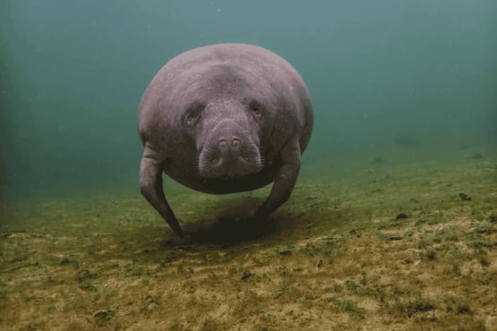 San Juan: Manatee Eco-Tour with Paddle Board & Snorkeling