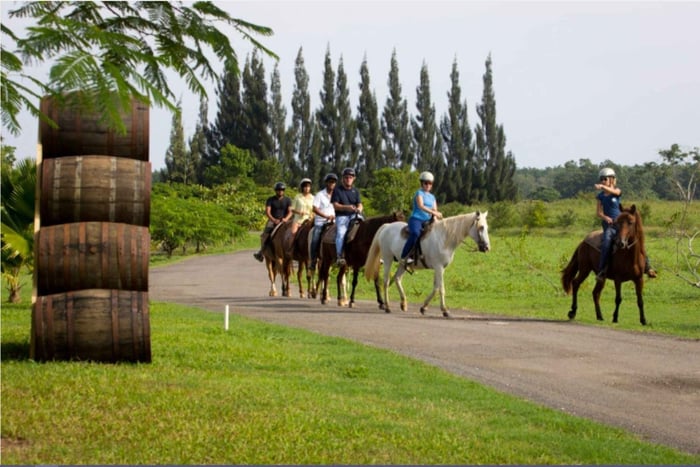 Scenic Horseback Riding Experience