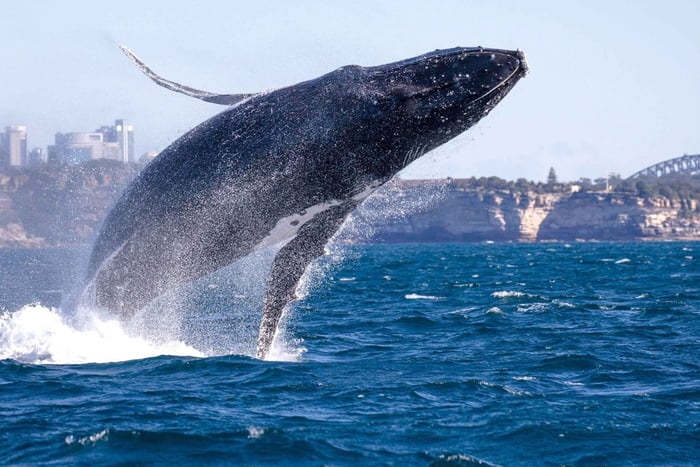 Montreal: Charlevoix, Canyon St-Anne, Whale Watch 2-Day Trip