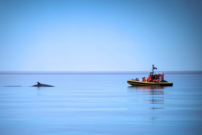 Tadoussac/Charlevoix: Walvissafari Zodiac Tour