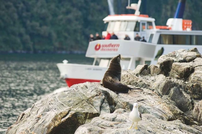 Queenstownista: Milford Sound Discover More -risteily