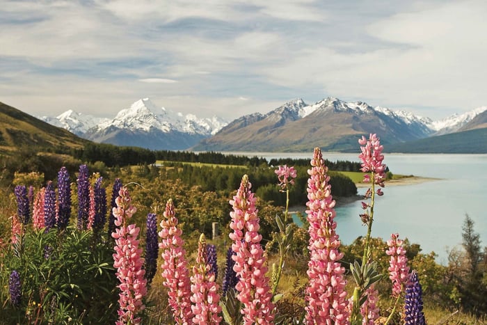 Mt. Cook Day-Tour: Christchurch to Queenstown