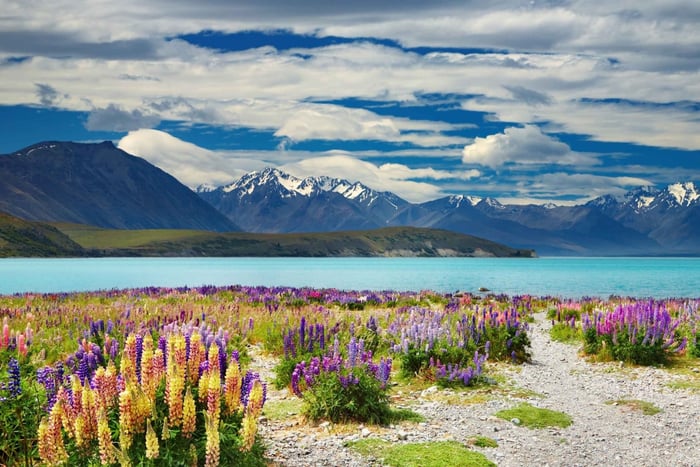 Queenstown to Lake Tekapo Private Scenic Transfer