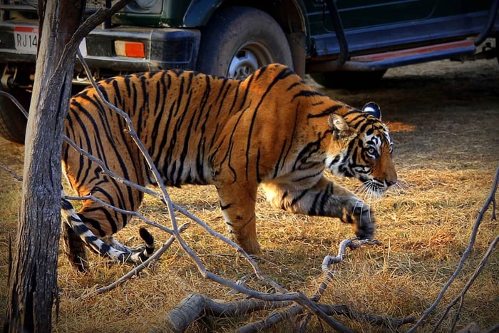 7 days india Taj Mahal tour with ranthambore tiger safari