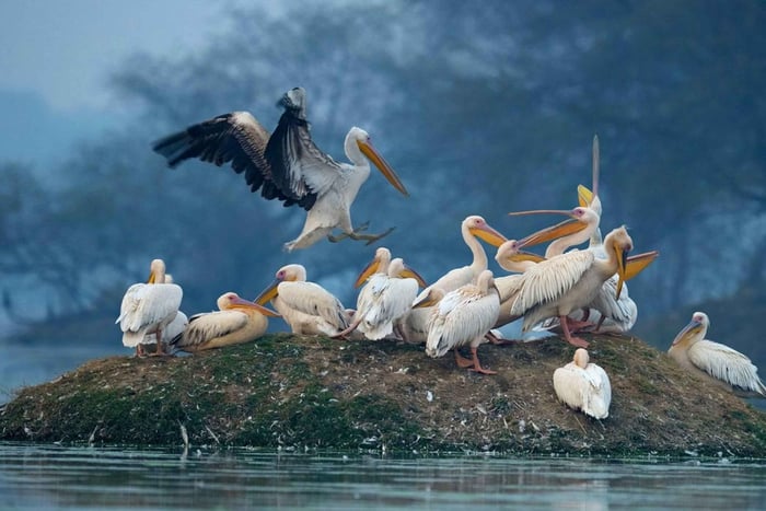 Transfert aller simple d'Agra à Jaipur avec le parc ornithologique de Keoladeo
