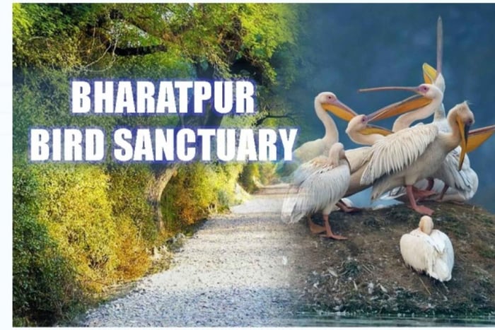 Passeio pelo Santuário de Aves de Bharatpur com transporte de ida e volta