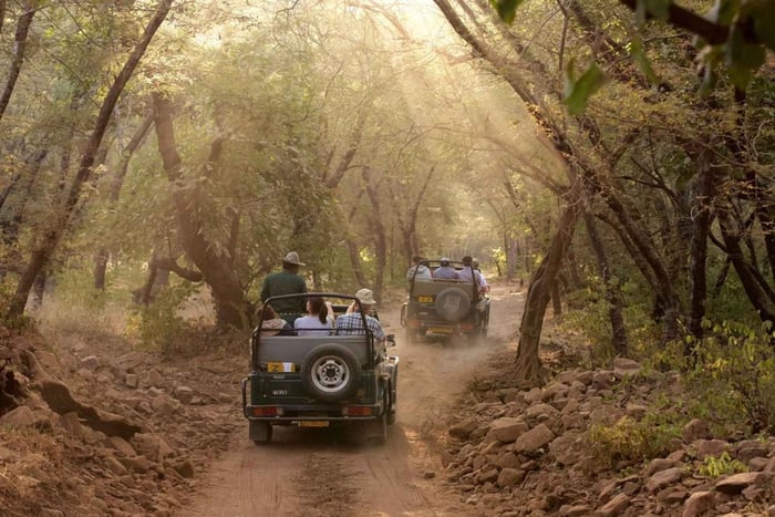 Delhi: tour de 3 días al parque nacional de Ranthambore con safari.