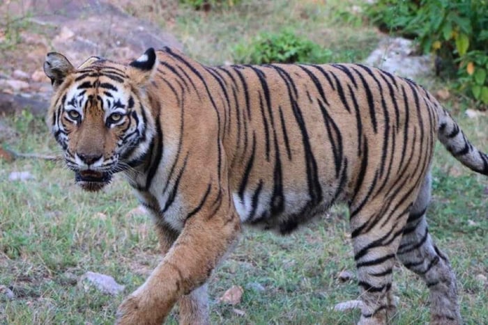 Delhi: Sariska Tiger Reserve Tour with 5-Star Lunch
