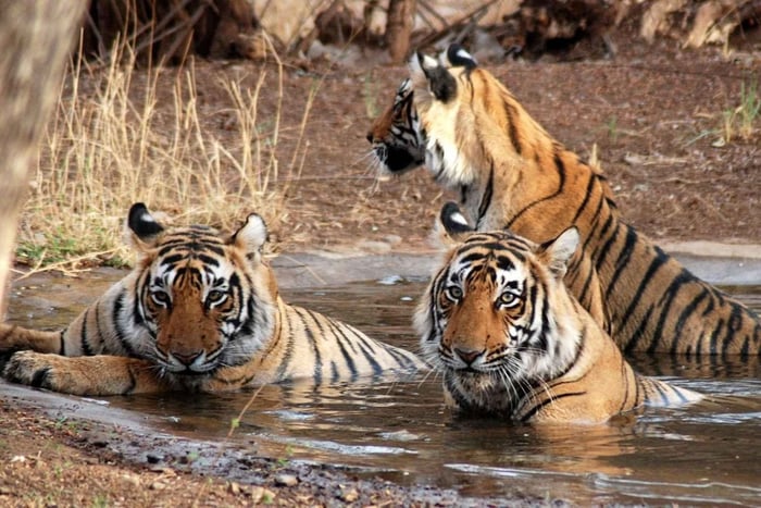 De Deli: 3 dias de Taj Mahal, visita a SOS e safári de tigres